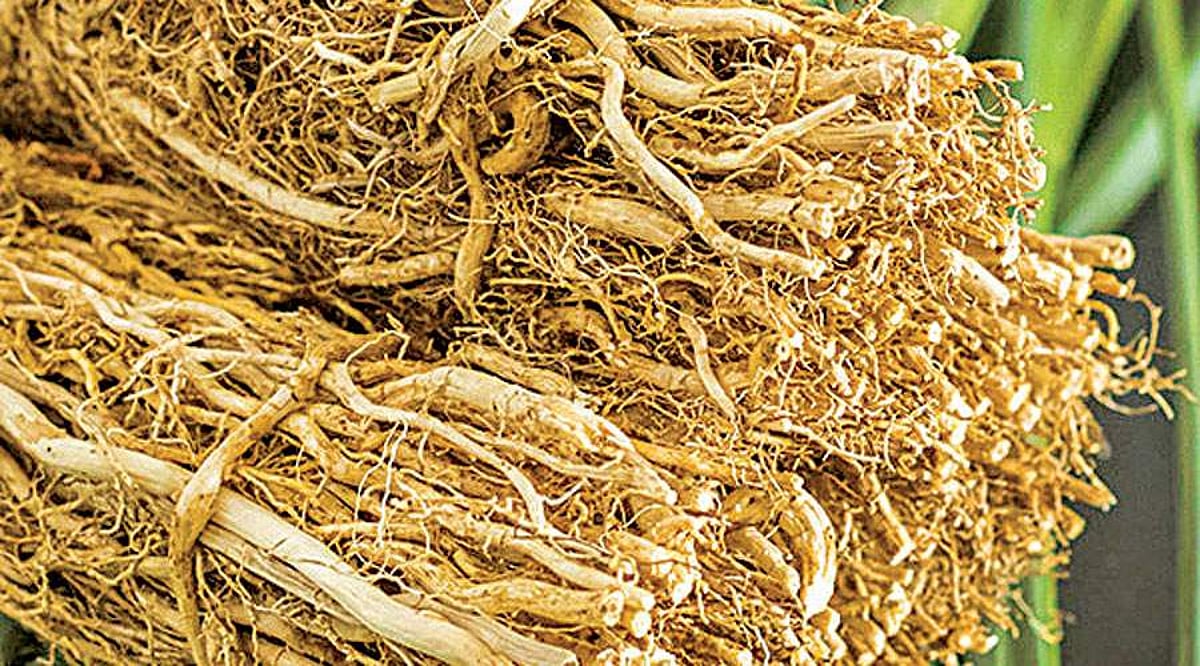 இல்லத்தரசிகளும் தொழில் முனைவோர் ஆகலாம்! - 37: லாபம் அள்ளித்தரும் வெட்டிவேர்!