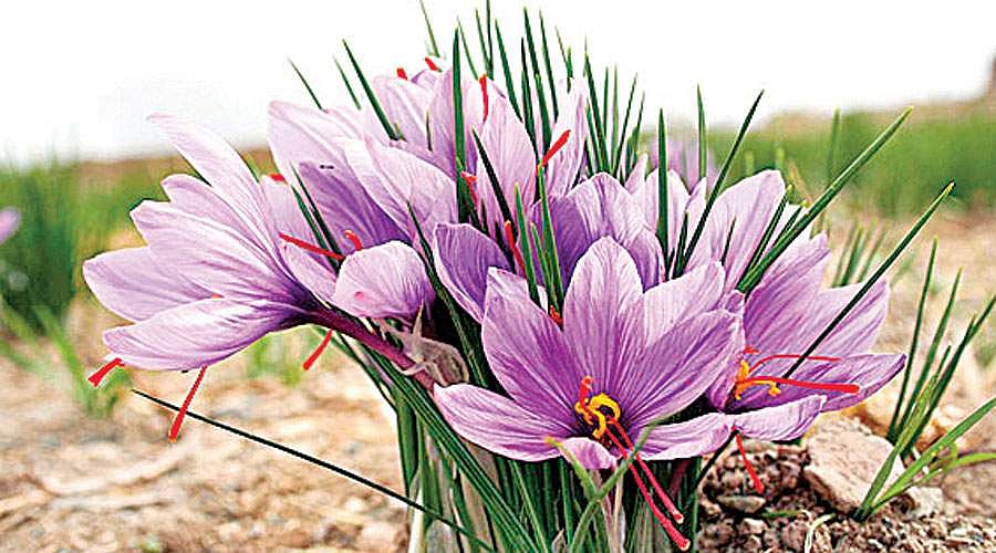 கறுப்பு நிறத்தைப் போக்குமா குங்குமப் பூ...?