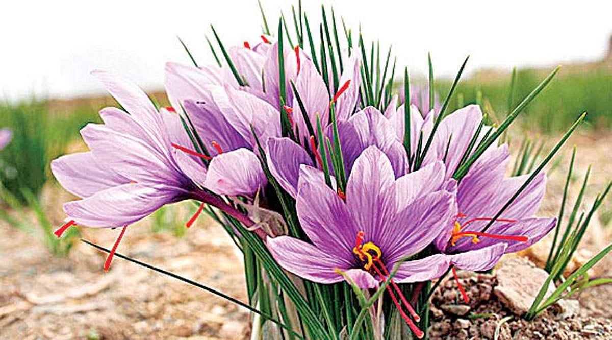 கறுப்பு நிறத்தைப் போக்குமா குங்குமப் பூ...?