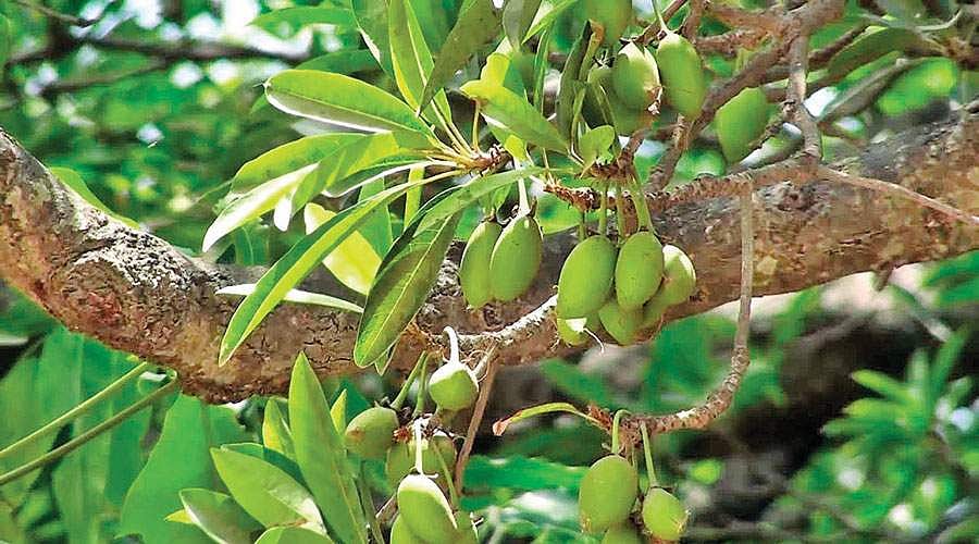 இன்னலைப் போக்கும்  - இலுப்பை மரம்