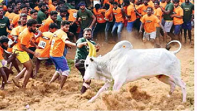 உலக சாதனை படைத்தது விராலிமலை ஜல்லிக்கட்டு!