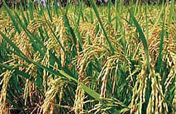 தமிழக பட்ஜெட் எதிா்பாா்ப்புகள்: பயிா்க் கடன் முழுமையாகத் தள்ளுபடி கோரும் விவசாயிகள்
