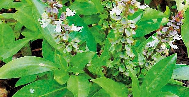 திருநீற்றுப் பச்சிலையின் சிறப்புகள்!