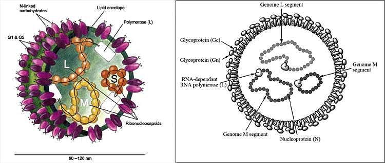 19. கிரிமியன் - காங்கோ குருதிக்கசிவுக் காய்ச்சல்