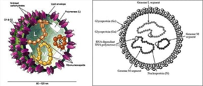 19. கிரிமியன் - காங்கோ குருதிக்கசிவுக் காய்ச்சல்