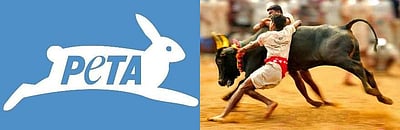 ஜல்லிக்கட்டுக்கு தடை கோரிய பீட்டா: அமெரிக்க காளை திருவிழாவுக்கு வரவேற்பு