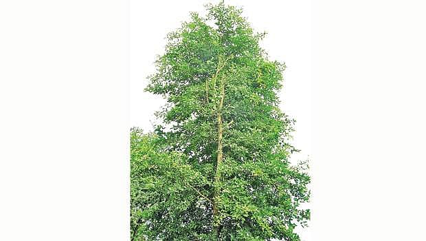 மரங்களின் வரங்கள்!: சித்தர்களின் கற்பகம்  - வில்வ  மரம்