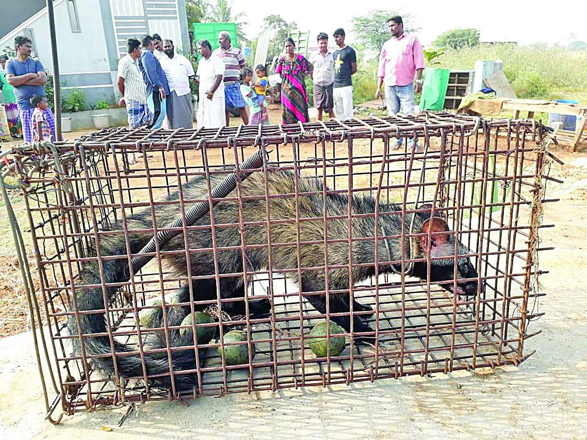 News image