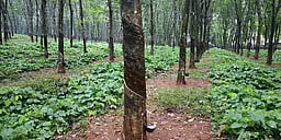 தொகுதி அறிமுகம்: விளவங்கோடு தொகுதி எண்- 233!