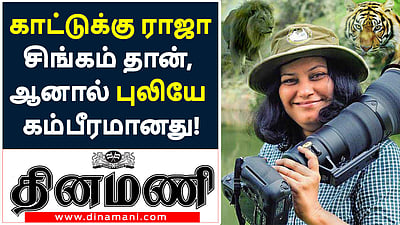 காட்டுக்கு ராஜா சிங்கமாக இருக்கலாம், ஆனால் ‘புலி’யே கம்பீரமானது!