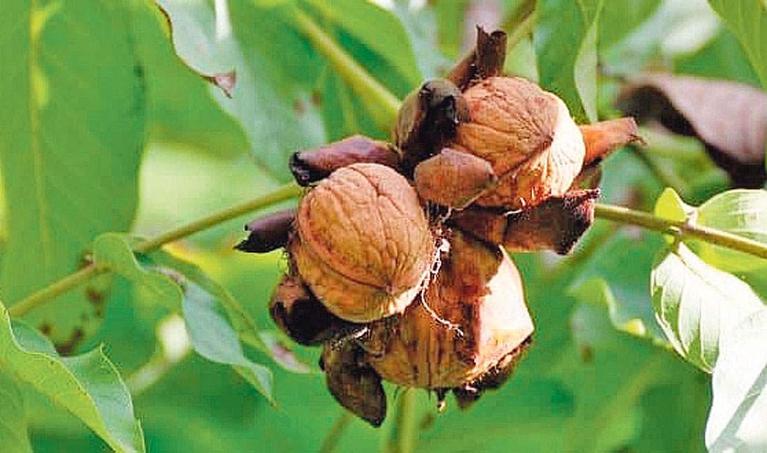 மரங்களின் வரங்கள்!: ஆஹா அற்புதம்! அக்ரூட் மரம்!