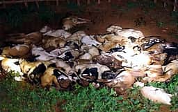 நிலக்கோட்டை அருகே தெரு நாய்கள் கடித்து 20 ஆட்டுக்குட்டிகள் உயிரிழப்பு