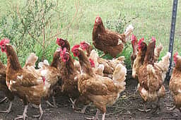 கோவையில் வரும் 25- ஆம் தேதி
நாட்டுக்கோழி வளா்ப்பு பயிற்சி