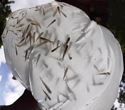 ஈரோட்டில் 11.20 லட்சம் மீன் குஞ்சுகளை
நீா்நிலைகளில் விடும் பணி நிறைவு