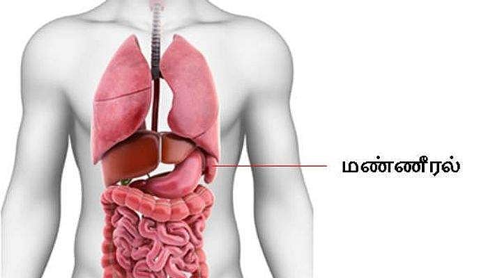 மண்ணீரல் வலுப்பட உதவும் உணவு
