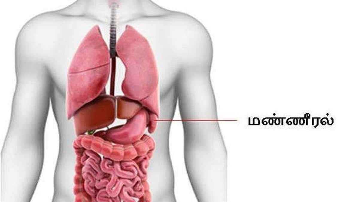 மண்ணீரல் வலுப்பட உதவும் உணவு