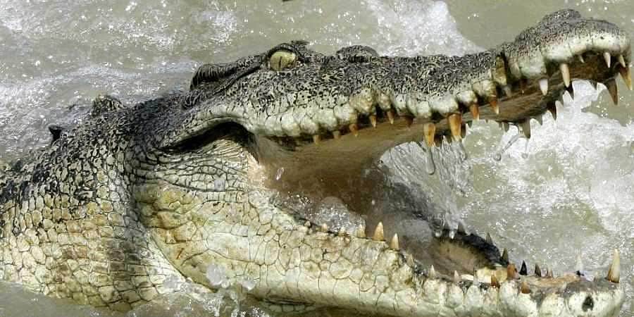 தோழியைக் காப்பாற்ற முதலையுடன் சண்டையிட்டு அதன் கண்களைத் தோண்டிய சிறுமி.. 