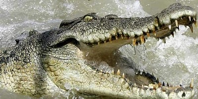 ஒடிசா: முதலை தாக்கியதில் இளைஞர் பலி