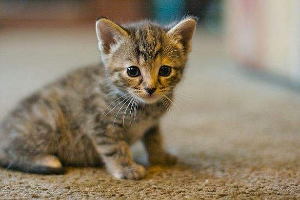 வீட்டில் பூனை வளர்க்கலாமா? வளர்க்கக்கூடாதா? ஜோதிடம் சொல்வதென்ன?