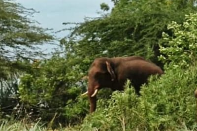 அரிசி ராஜாவைப் பிடிக்கும் முயற்சியில் பின்னடைவு