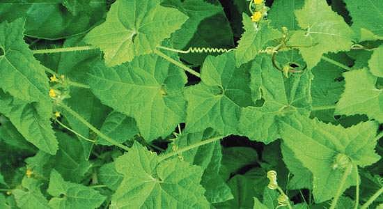 முசுமுசுக்கை மருத்துவ பயன்கள்!