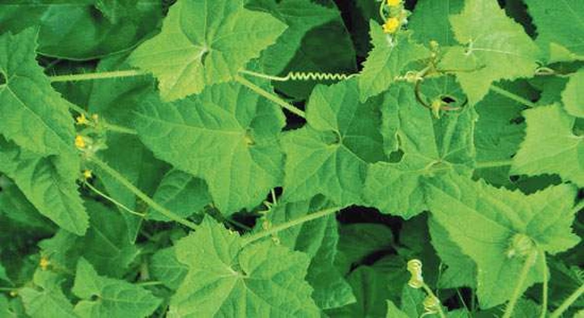 முசுமுசுக்கை மருத்துவ பயன்கள்!