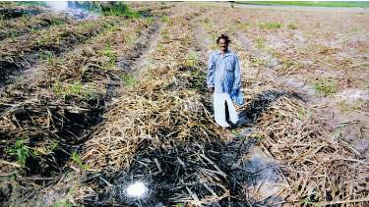 கரும்புகளை சேதப்படுத்தும் காட்டுப் பன்றிகள்!: தீர்வுக்காக காத்திருக்கும் விவசாயிகள்