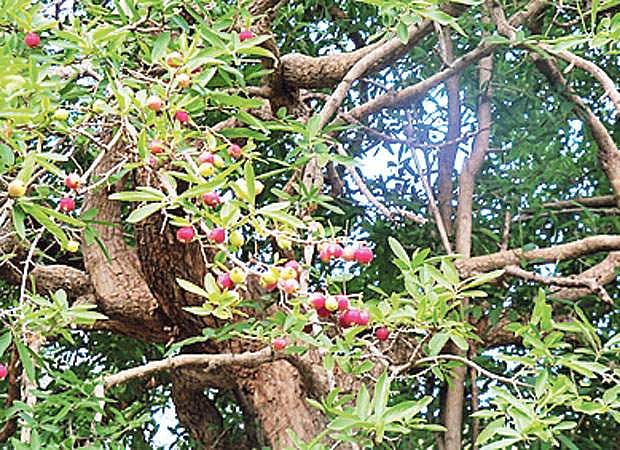 மரங்களின் வரங்கள்!: அதிசய மரம் - அழிஞ்சல் மரம்!