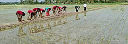 மின்னணு பயிா் சாகுபடி கணக்கீடு பணிக்கு  இணைய பதிவு செய்ய அழைப்பு