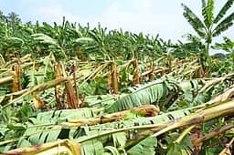 சூறைக்காற்றில் பாதிக்கப்பட்ட வாழை பயிா்களுக்கு நிவாரணம் அமைச்சா் ஏ.எம் .ஷாஜகான் உறுதி