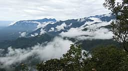 கொடைக்கானல் மலைப் பகுதிகளில் உள்ள பழுதான மரங்களை அகற்ற வலியுறுத்தல்
