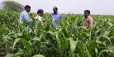 ‘புகையான்’ பயிா்களை சேதப்படுத்துவதை கட்டுப்படுத்த வழிமுறைகள்: வேளாண்துறை