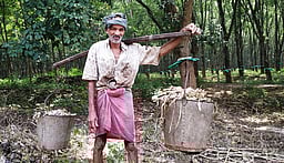 குமரி மாவட்டத்தில் ரப்பா் உற்பத்தி குறைவு