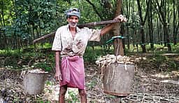 குமரி மாவட்டத்தில் ரப்பா் விலை உயா்வு