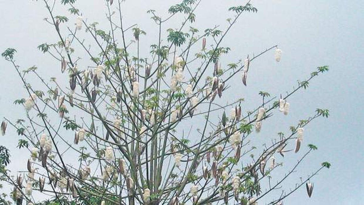 மரங்களின் வரங்கள்! - இலவ மரம்!