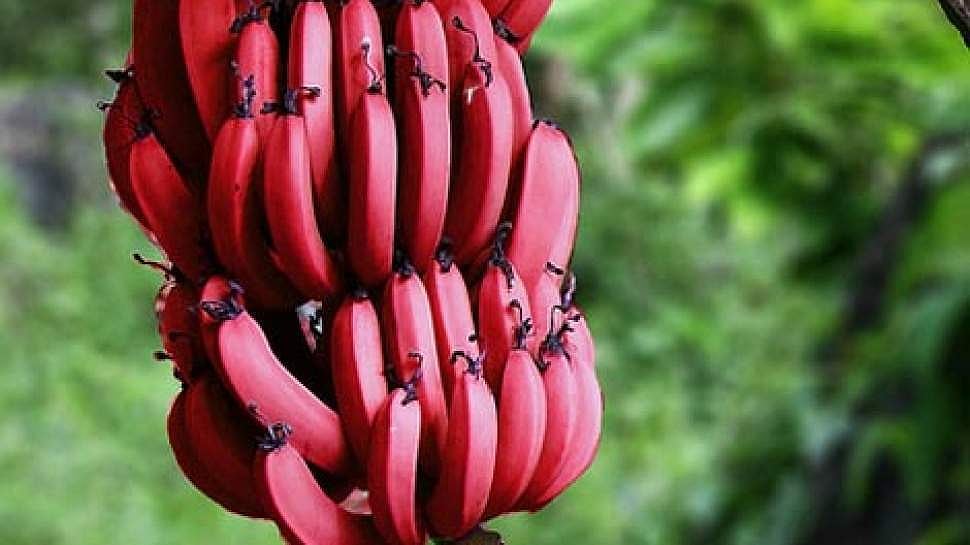 செவ்வாழைப்பழ விற்பனையில் நடக்கும் மோசடி!