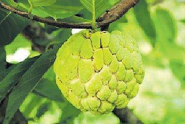 சமய சஞ்சீவினி - சீத்தா மரம்