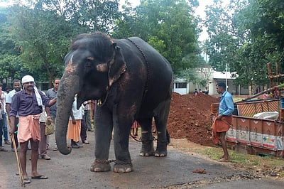 நாளை முகாம் தொடக்கம்: யானைகள் வரத் தொடங்கின