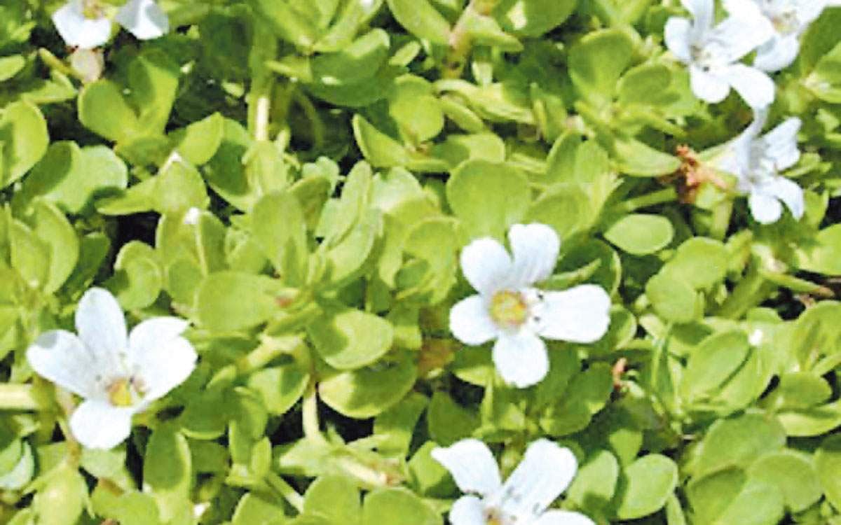 மரங்களின் வரங்கள்!