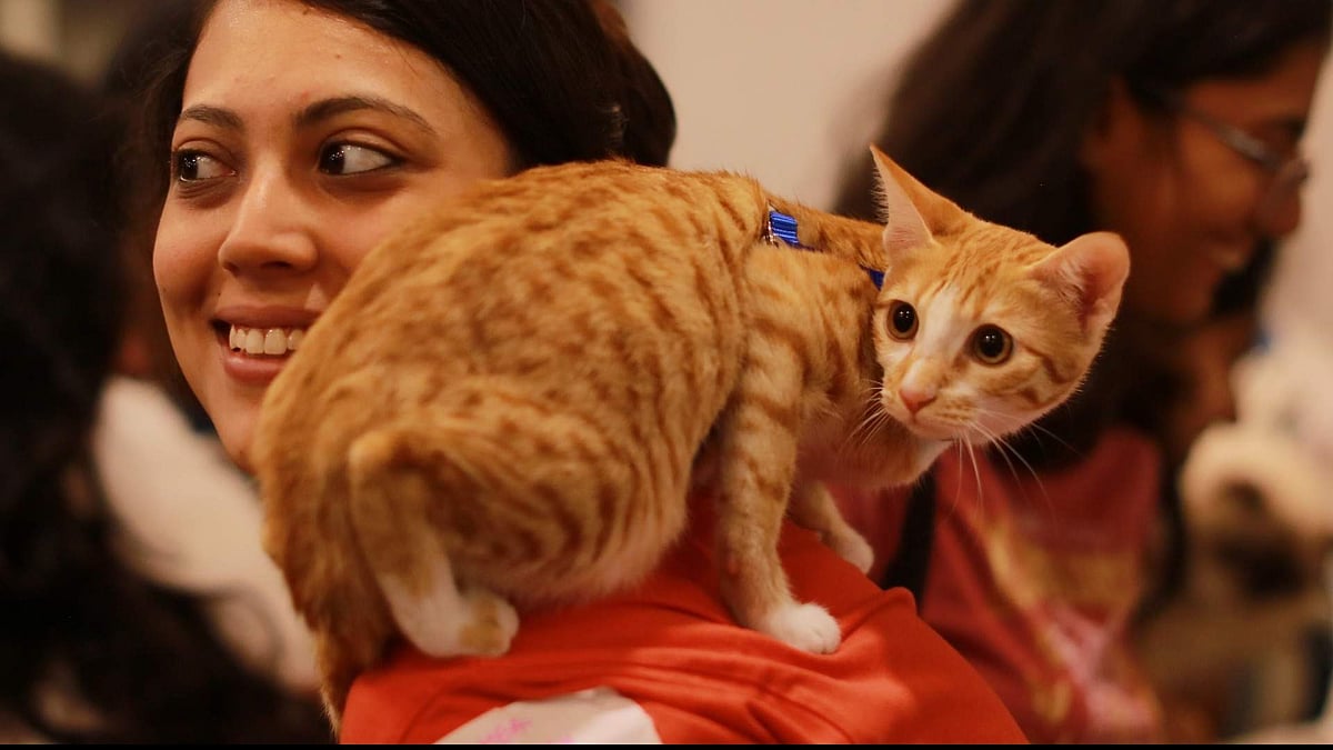 பூனைப் படையைப் பார்க்கத் திரண்ட கூட்டம்!