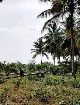 பெண்டரஅள்ளியில் உலக தென்னை தினம்
