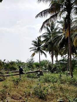 பெண்டரஅள்ளியில் உலக தென்னை தினம்