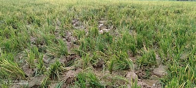 ஆம்பூர் அருகே 3வது நாளாக வயல்வெளியில் புகுந்த யானைக்கூட்டம்