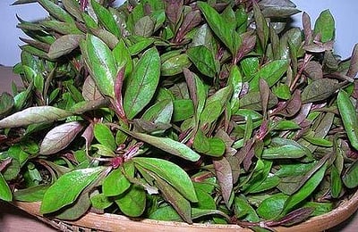 நரம்பு மற்றும் பித்தம் சார்ந்த குறைபாடுகள்  நீக்கும் அருமருந்து!