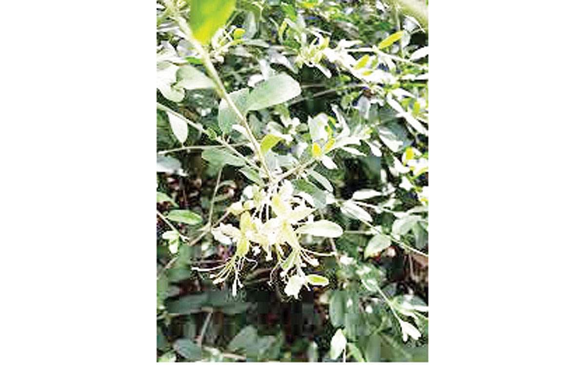 மரங்களின் வரங்கள்! - விழுதி மரம்!