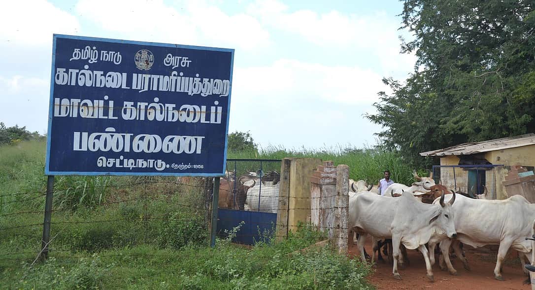 பிரமிக்க வைக்கும் செட்டிநாடு கால்நடைப் பண்ணை