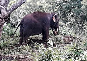 யானை மிதித்து விவசாயி பலி!