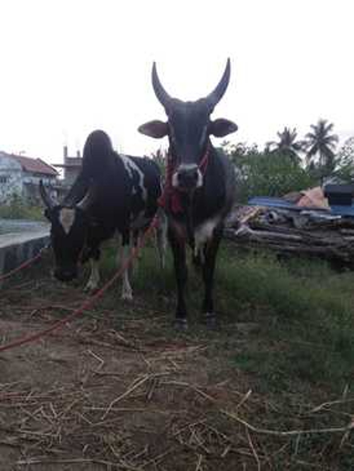 மிரட்டும் காளைகள்: மிரளும் காளையா்கள் -ஜல்லிக்கட்டும்...மல்லுக்கட்டும்...