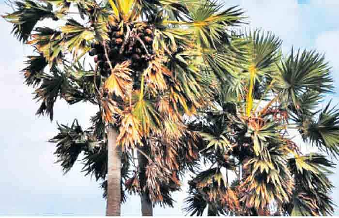 பயன் தரும் பனை மரம்