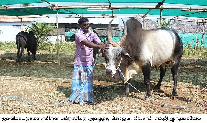 எடப்பாடி பகுதியில் ஜல்லிக்கட்டுக்குத் தயாராகும் காளைகள்!